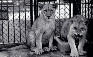 Thompson Park Zoo Lion Cubs -