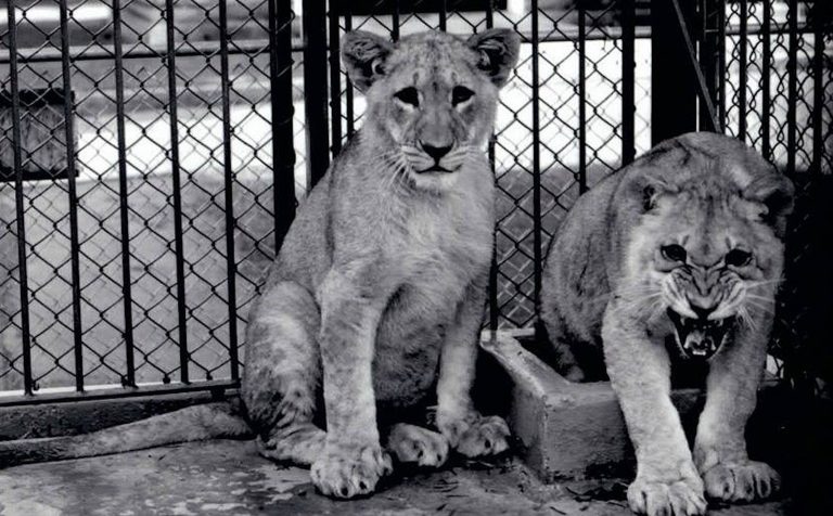 Thompson Park Zoo - Zoo New York (1920 - Present)