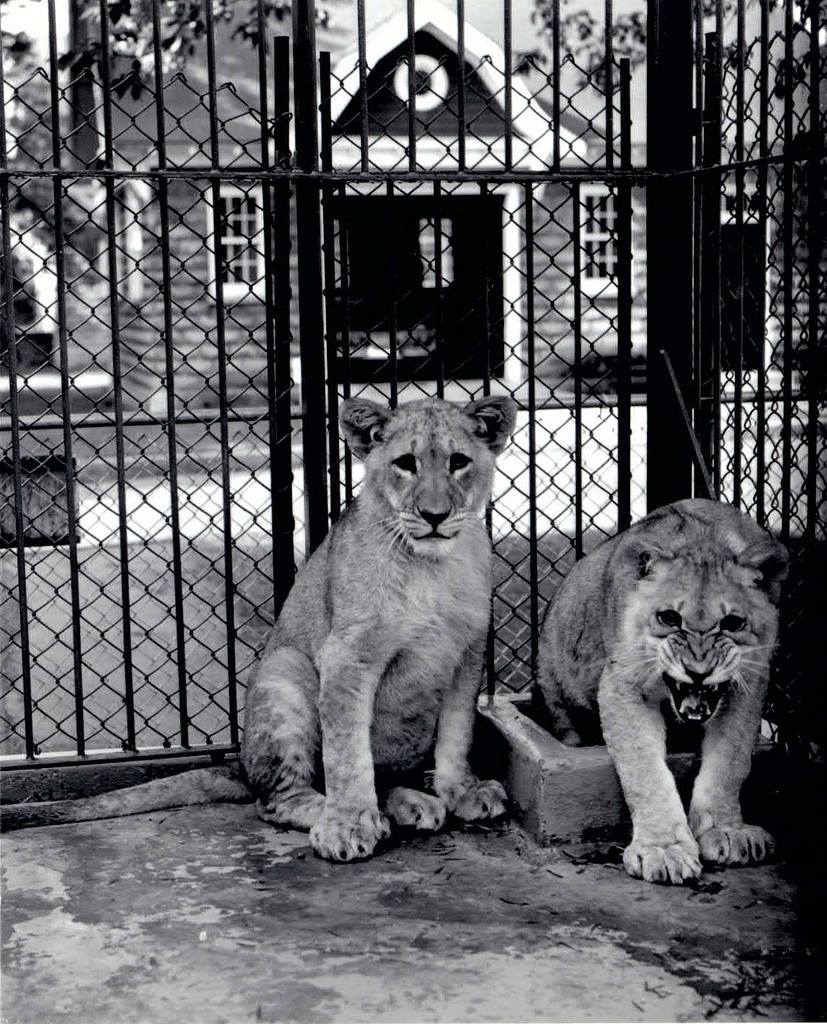 Thompson Park Zoo lion cubs