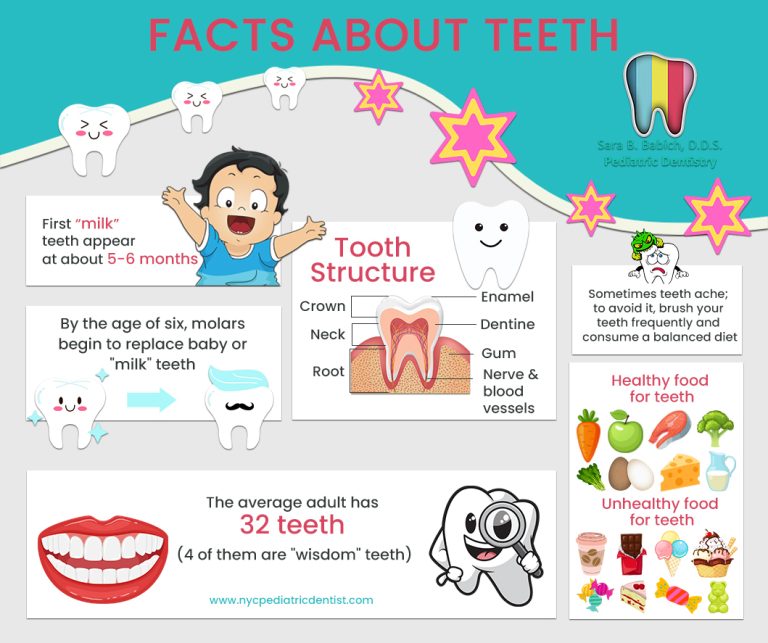 Facts about Teeth 768x643
