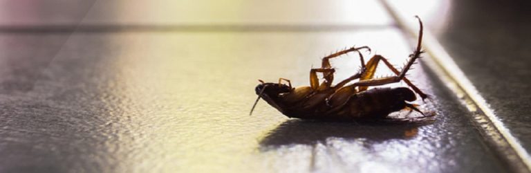 Bugs and Beyond Pest Control Service Cover 768x250